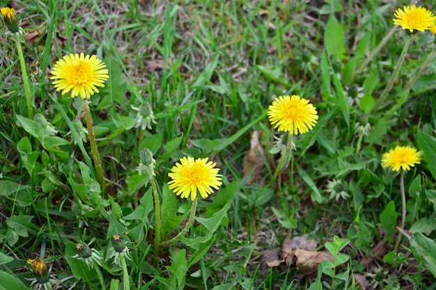 牧草地で隔離された緑の草の上の黄色のタンポポ