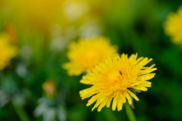 Yellow dandelions in the green grass on spring day