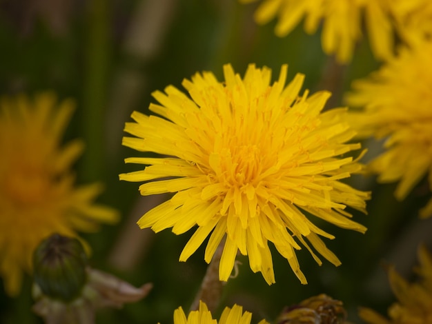 Yellow dandelions on a green meadow in Spring.