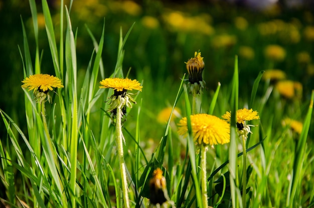 Photo yellow dandelions on a green meadow