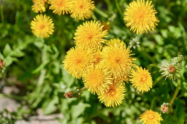 日光に照らされた芝生の上に生えている黄色いタンポポ。春の花タンポポ、上面図