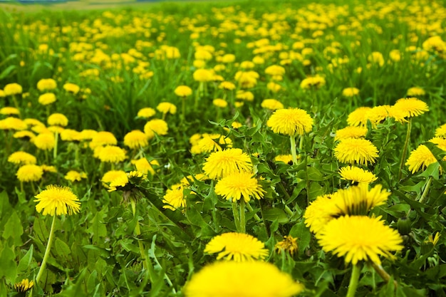 Yellow dandelions, growing in the spring season