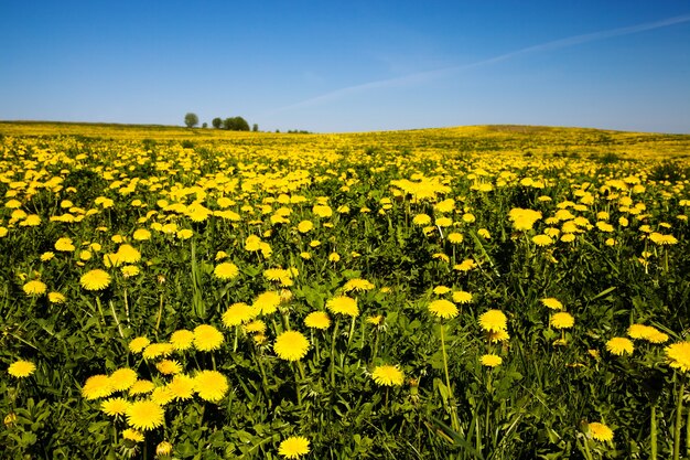 Yellow dandelions, growing in the spring season