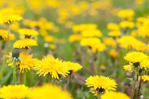 Yellow dandelions in the meadow selective focus