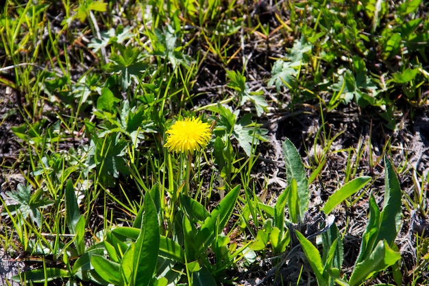 Yellow dandelions on meadow