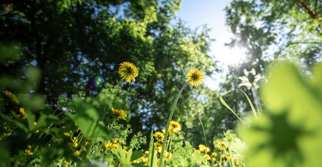 Yellow dandelions reaching for sun Banner Selective focus on flower head Bottom view Low angle
