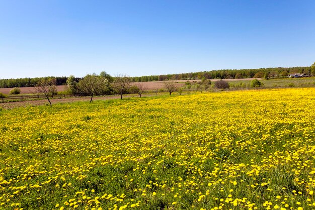 Yellow dandelions spring