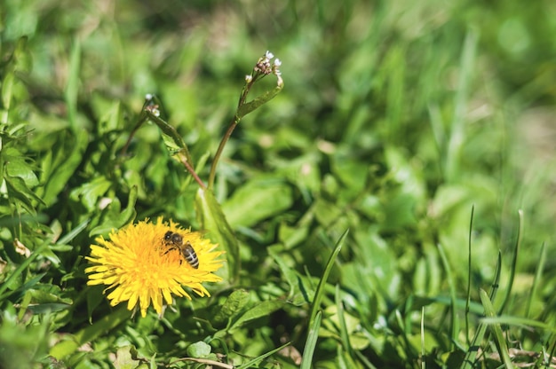 Yellow dandelions with bee closeup on blurred background Flowers with green leaves with bokeh Photo of new life Photo for Earth Day in 22 April