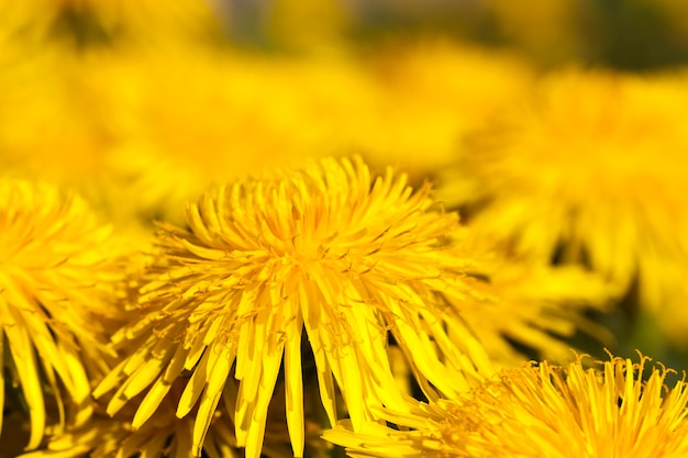 yellow dandelions