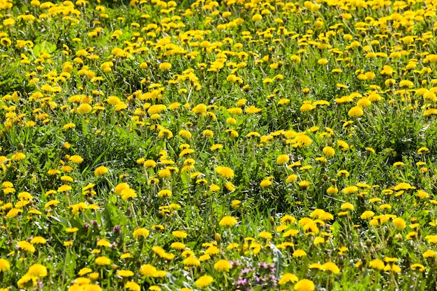 yellow  dandelions  