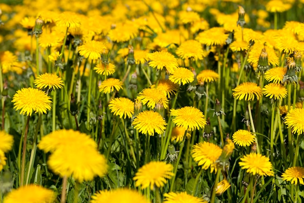 Yellow  dandelions