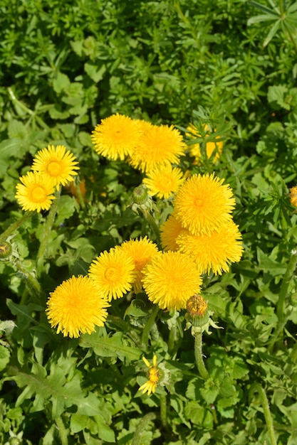 Yellow dandelions