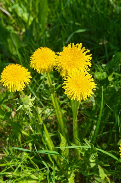 Yellow dandelions