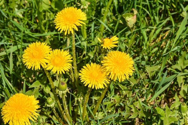 Yellow dandelions