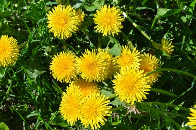 Yellow dandelions