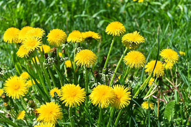 Yellow dandelions