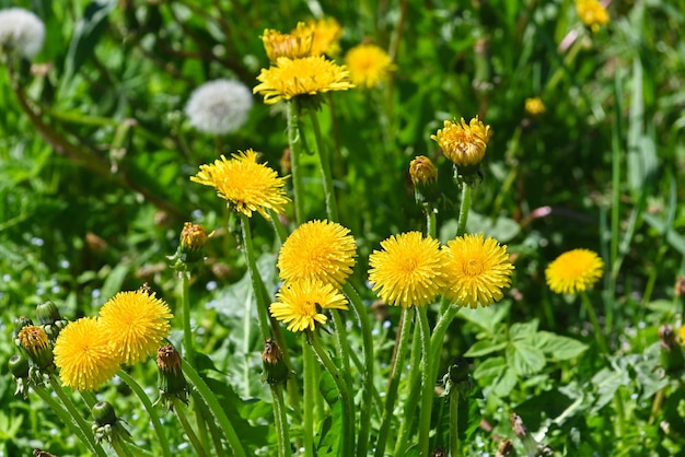 Yellow dandelions