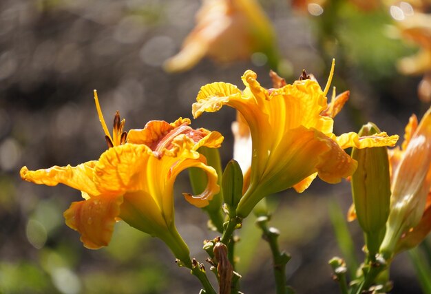 Yellow Day lilies