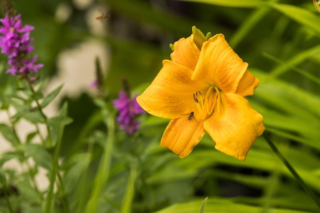 Yellow daylily flower with a bee sitting on the petal