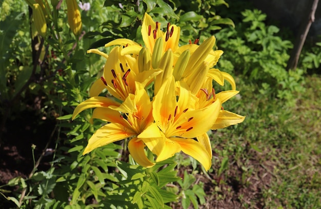 Photo yellow daylily inflorescence with buds
