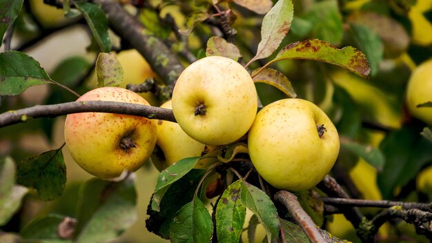 Yellow delicious apples in the garden on a tree