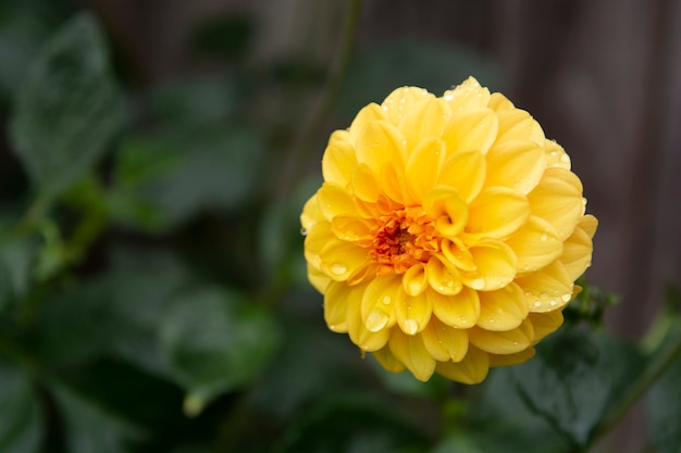 Yellow Dhalia flower blooming