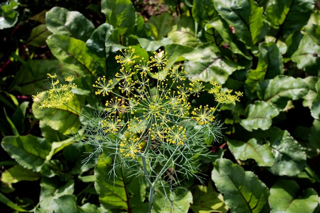 庭のクローズアップの黄色いディルの花