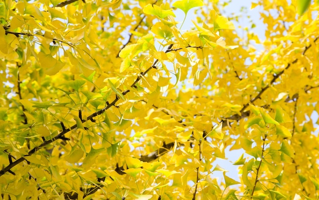 Yellow dingo tree foliage natural autumn