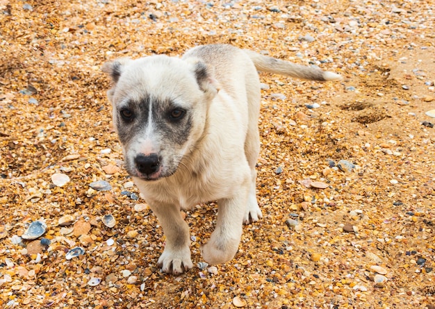 Желтая собака на пляже