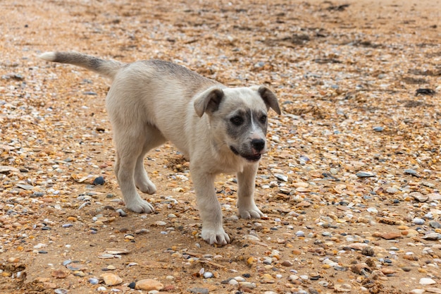 ビーチで黄色い犬