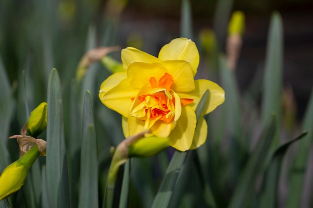 Yellow double narcissus Tahiti blooms in the garden