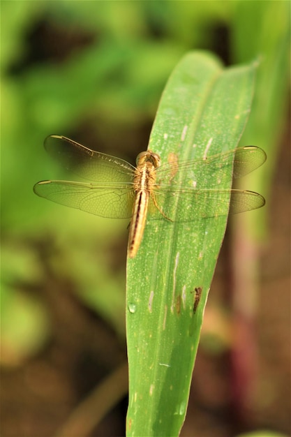 Photo yellow dragonfly earths little heroes bustling with hunting reproduction