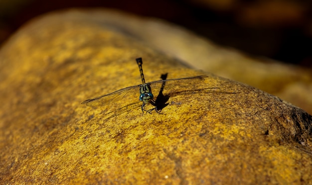 Libellula gialla con gli occhi azzurri in un tramonto