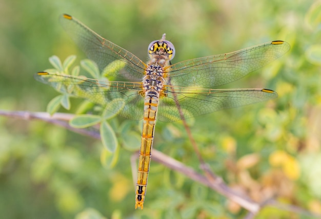 Yellow dragonfly