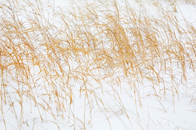 Yellow dried-up reed on white snow fluctuates from wind. Winter motive
