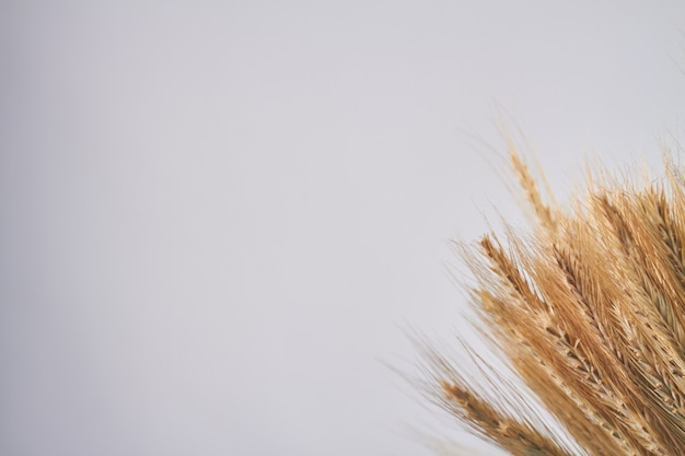 Yellow dried wheat spikelets and copy space