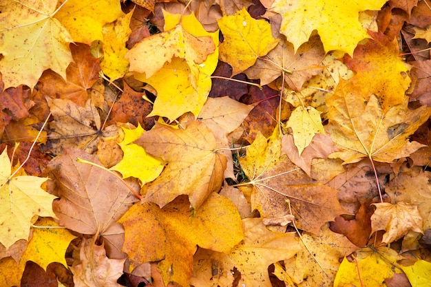 Yellow dry fallen leaves on the asphalt. Autumn background, natural pattern