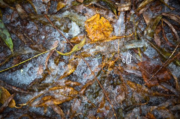黄色い乾燥した落ちたカエデの葉がアスファルトの氷の中で凍りました。最初の秋の霜、10月、11月。氷で凍った葉、クローズアップ