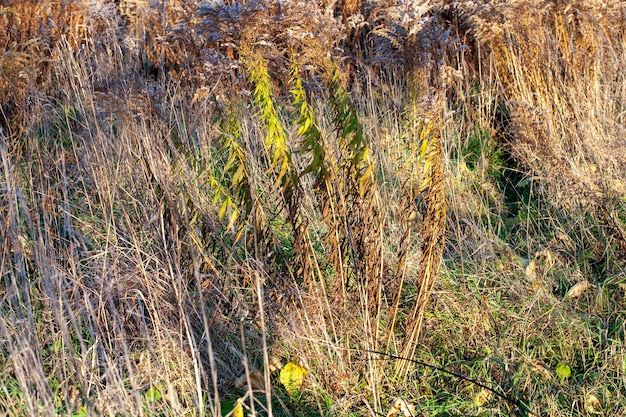 Yellow dry grass in the autumn season on the field