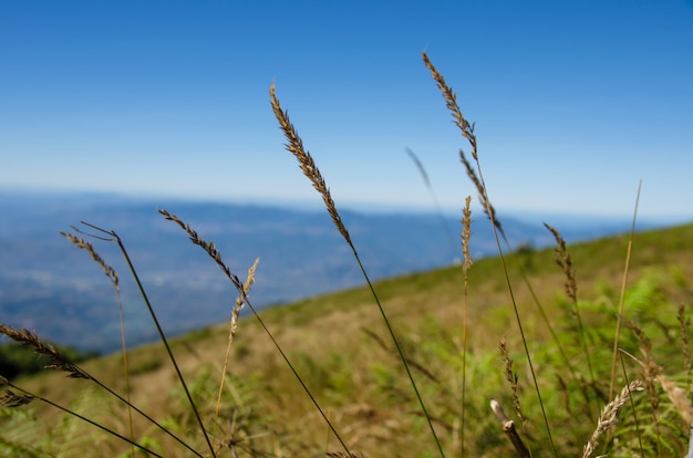 Foto campo di erba secca gialla sulla collina