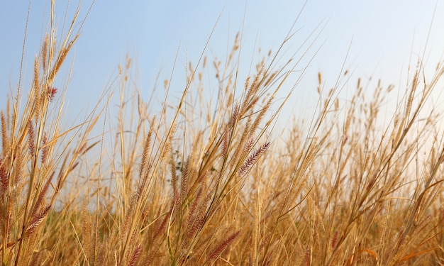 Yellow dry grass field