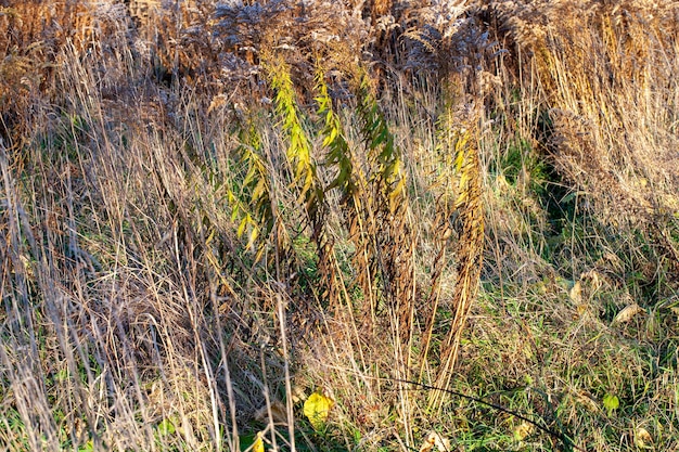 Желтая сухая трава в осенний сезон на поле