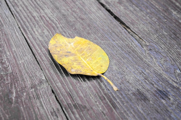 A yellow dry leaf on wooden floor in brown color,