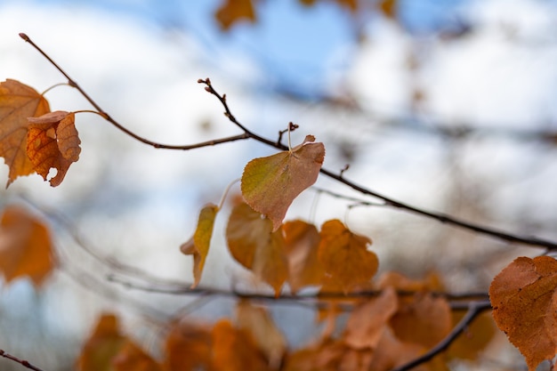 Yellow or dry leaves on tree branches in autumn. Leaves of birch, linden and other trees on the branches. There is an empty space for the text