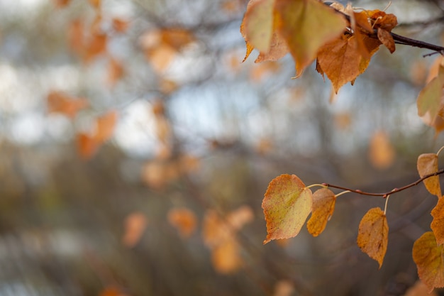 秋の木の枝の黄色または乾燥した葉。枝に白樺、リンデン、その他の木の葉。テキスト用の空きスペースがあります
