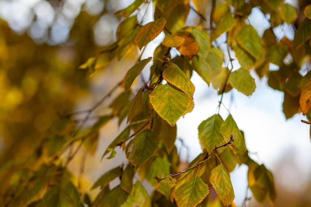 Yellow or dry leaves on tree branches in autumn. Leaves of birch, linden and other trees on the branches. There is an empty space for the text