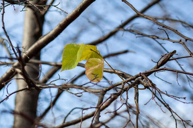 白樺リンデンの紅葉の木の枝の黄色または乾燥した葉