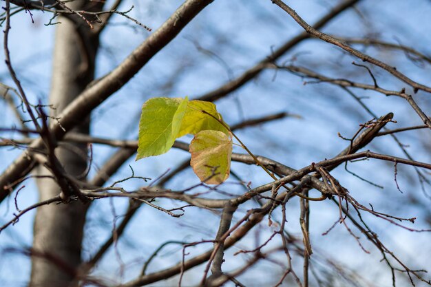 Yellow or dry leaves on tree branches in autumn leaves of birch linden