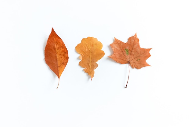 Yellow dry leaves