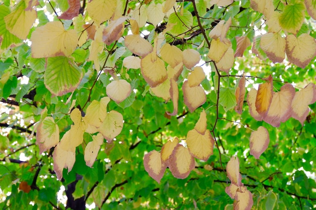 Yellow dry linden foliage on green background outside in Spain Autumnal background